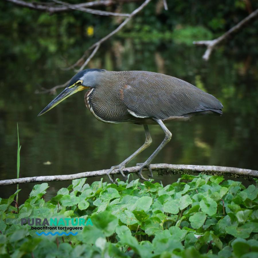 Pura Natura Gasthof Tortuguero