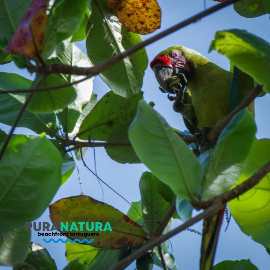 Pura Natura Gasthof Tortuguero