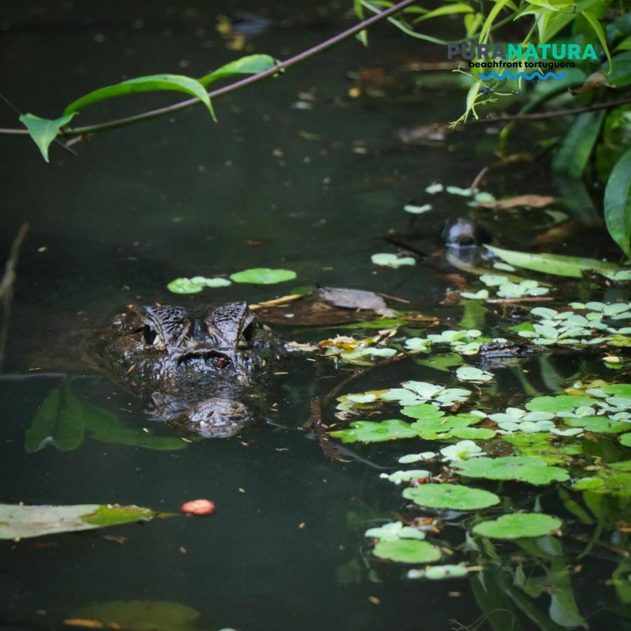 Gasthof Pura Natura Tortuguero