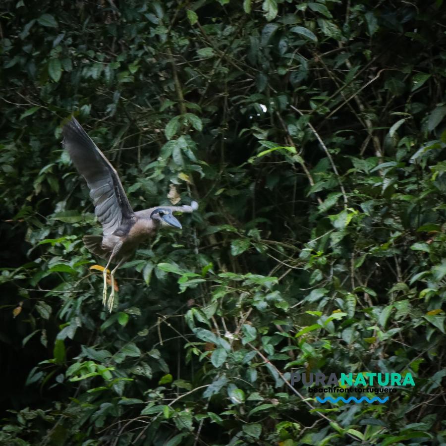Pura Natura Gasthof Tortuguero